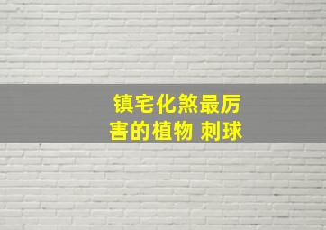 镇宅化煞最厉害的植物 刺球